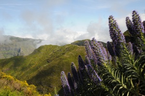 Biodiversity of the terrestrial arthropods of Madeira