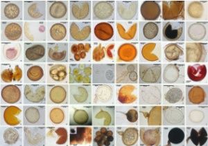 Distribution of arbuscular mycorrhizal fungi (AMF) in Terceira and São Miguel Islands (Azores)