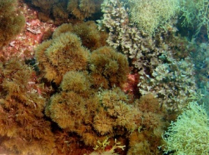 Marine algal flora of Pico Island, Azores