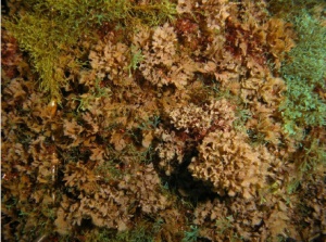 Marine algal (seaweed) flora of Terceira Island, Azores