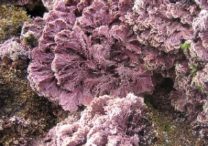 Marine algal flora of Flores and Corvo Islands, Azores