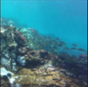 Updated checklist of Azores Actinopterygii (Gnathostomata: Osteichthyes)