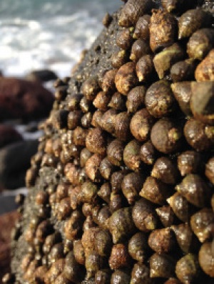 Marine algal flora of São Miguel Island, Azores