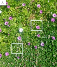 Coastal grassland vegetation records from S&atilde;o Miguel Island (Azores) and the south-western coast of mainland Portugal