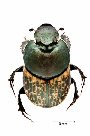 Dung beetles of Azorean cattle-grazed pasturelands - data of the DUNGPOOL project