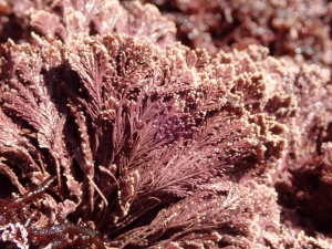 Marine algal (seaweed) flora of Faial Island, Azores