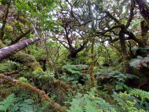 New records of the critically endangered fern Grammitis azorica (Polypodiaceae)