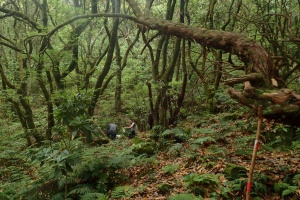 Standardised inventories of spiders (Arachnida, Araneae) of Macaronesia II: The native forests and dry habitats of Madeira archipelago (Madeira and Porto Santo islands)