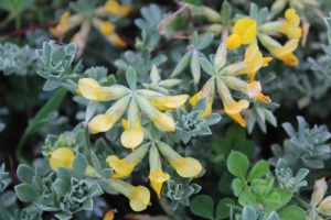 Biota from the coastal wetlands of Praia da Vit&oacute;ria (Terceira, Azores, Portugal): Part 4 &ndash; Vascular plants