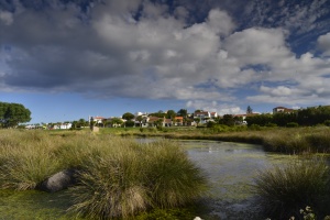 Biota of coastal wetlands of Praia da Vit&oacute;ria (Terceira Island, Azores): Part 2 - Bryophytes