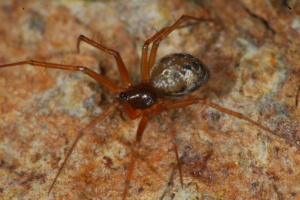 Standardised inventories of spiders (Arachnida, Araneae) of Macaronesia I: The native forests of the Azores (Pico and Terceira islands)