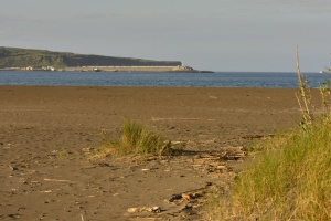 Biota from the coastal wetlands of Praia da Vit&oacute;ria (Terceira, Azores, Portugal): Part 1 - Arthropods