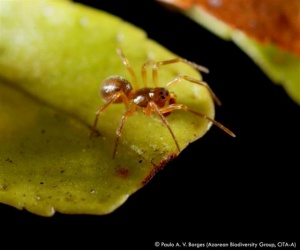 New records and detailed distribution and abundance of selected arthropod species collected between 1999 and 2011 in Azorean native forests