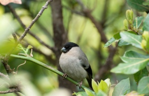 Birds from the Azores: An updated list with some comments on species distribution