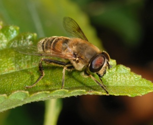 A national checklist for monitoring Portugal&rsquo;s pollinators (Anthophila, Syrphidae and Papilionoidea) under the EU Nature Restoration Regulation